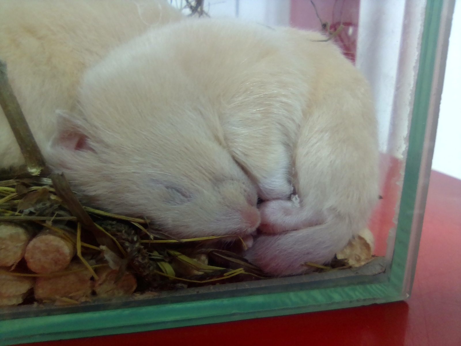 Minimizing Disruptions to Your Hamster’s Sleep (image credits: wikimedia)