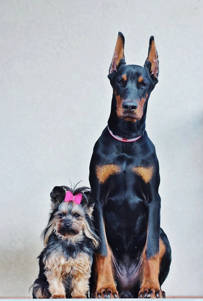 Building Lasting Bonds Through Positive Reinforcement (image credits: rawpixel)