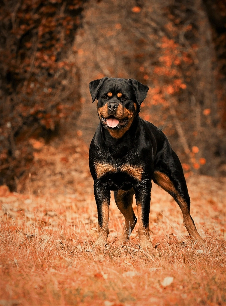 Understanding the Rottweiler’s Nature (image credits: rawpixel)