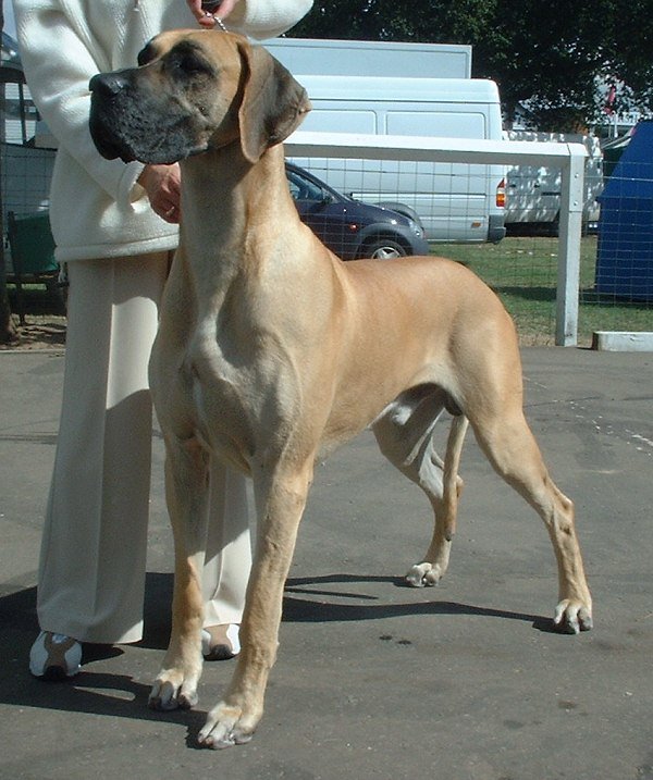 The Gentle Giant: Great Dane (image credits: wikimedia)