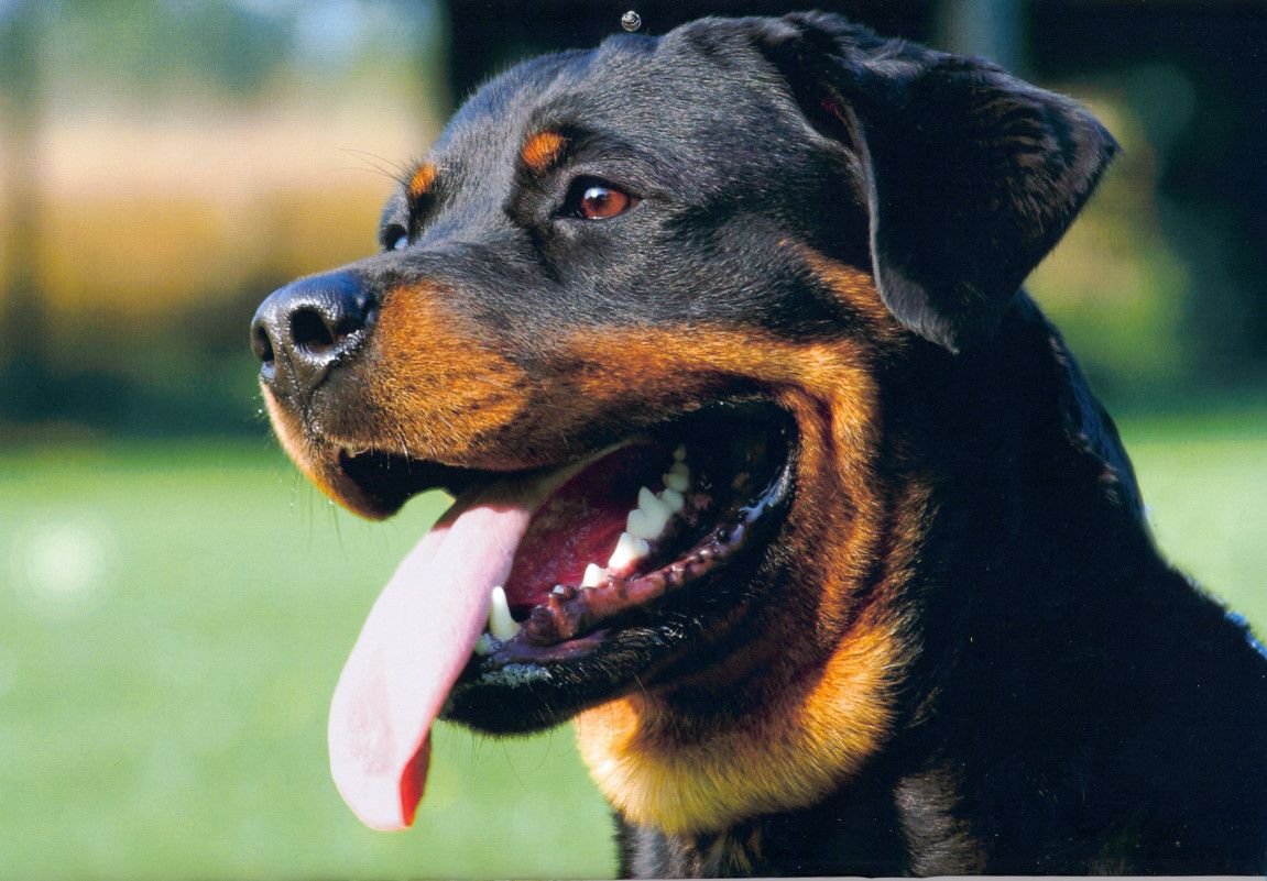 5 Big Breeds That Protect Your Home Without Training