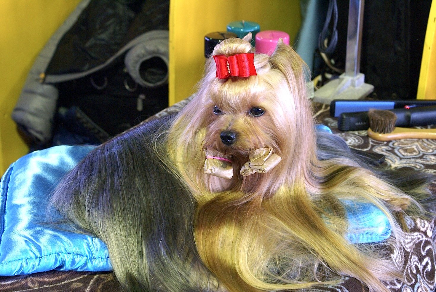Why Yorkies Need More Attention Than You Think