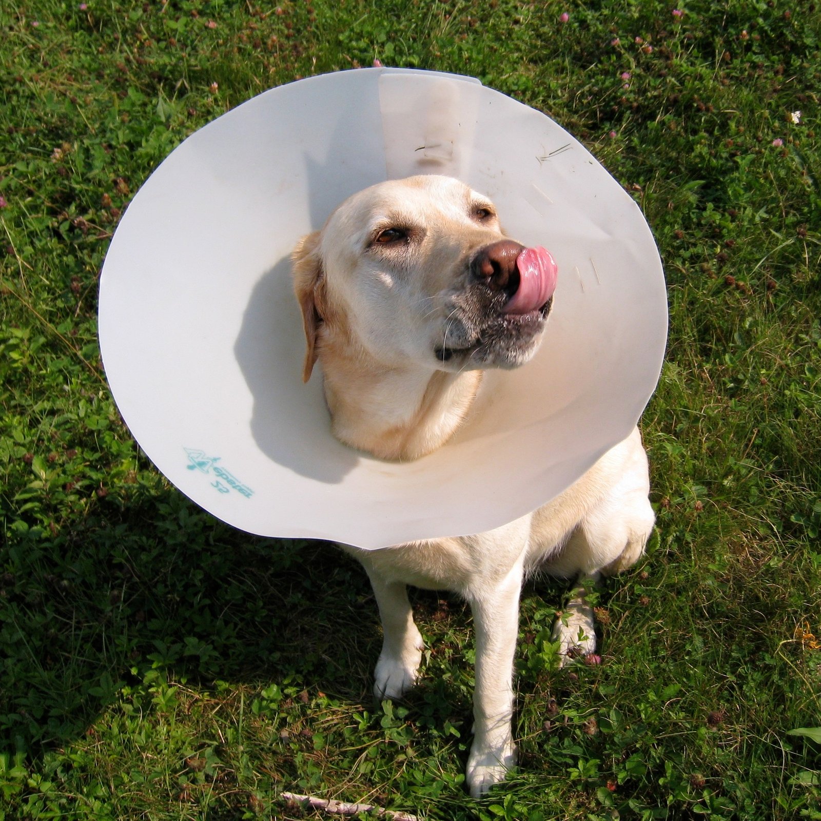 Strategy 6: Consider Calming Products and Supplements (image credits: wikimedia)