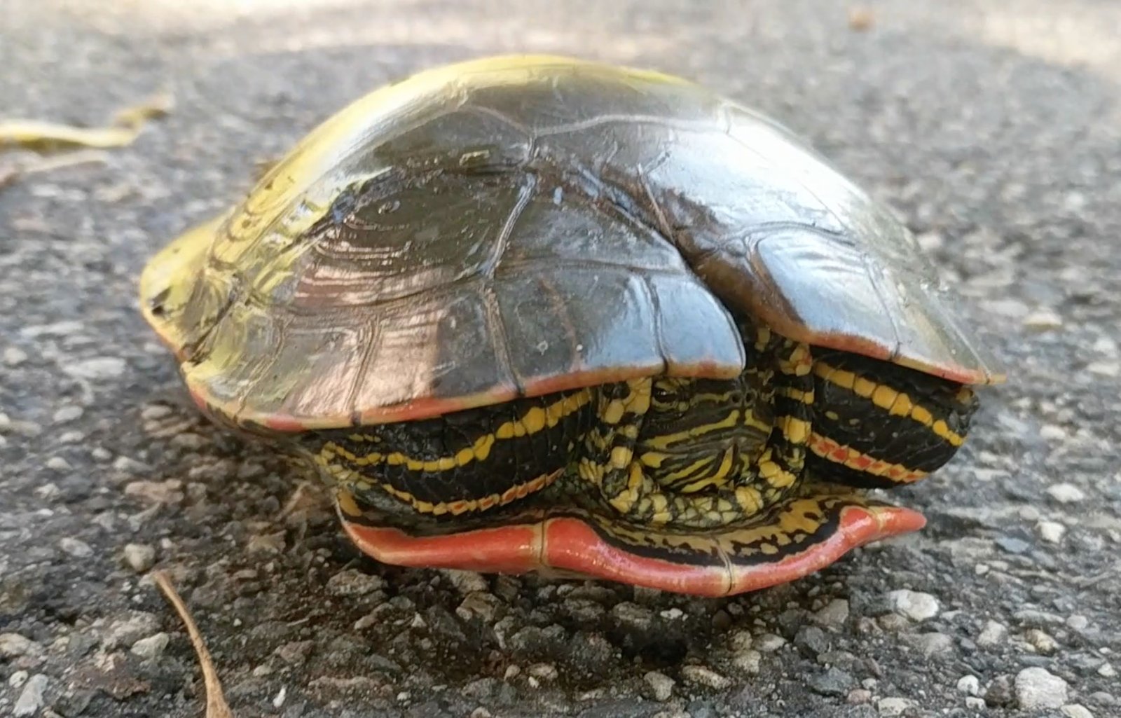 5. Shell Problems (image credits: wikimedia)