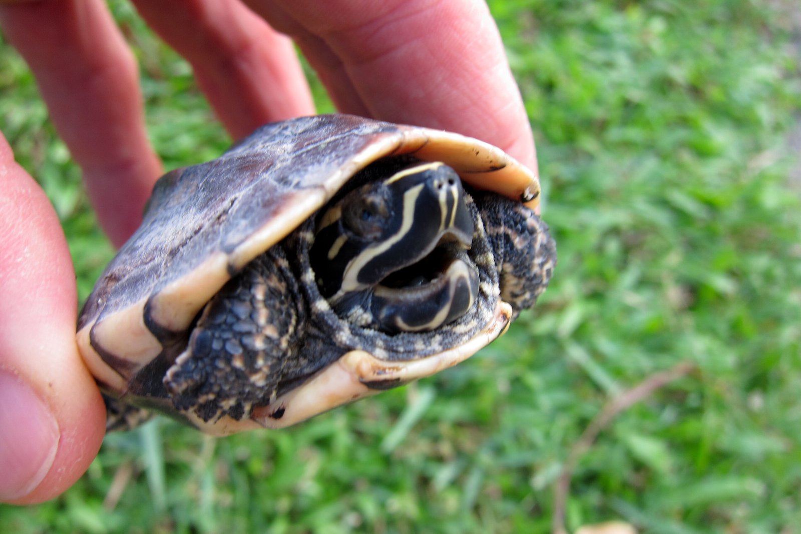 8 Signs Your Pet Turtle is Stressed