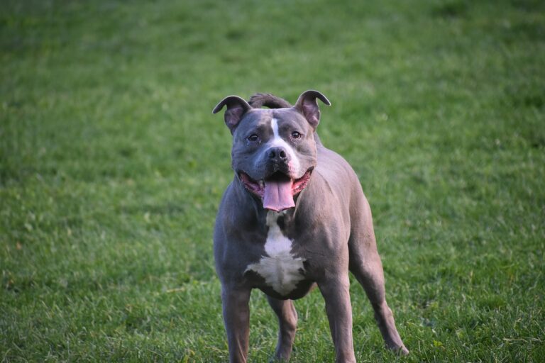 Do American Pitbulls Deserve Their Stereotyped Reputation?