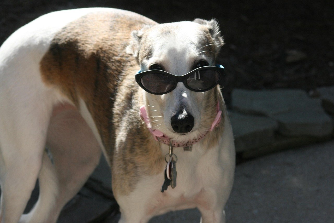 Whippet (image credits: pixabay)