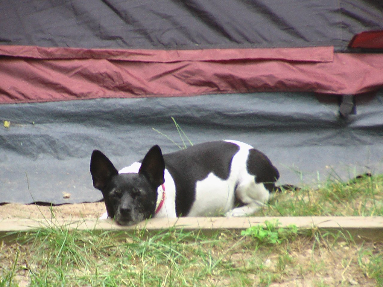 Rat Terrier (image credits: wikimedia)