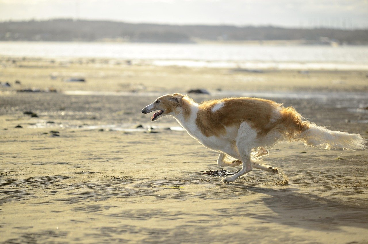 Borzoi (image credits: pixabay)