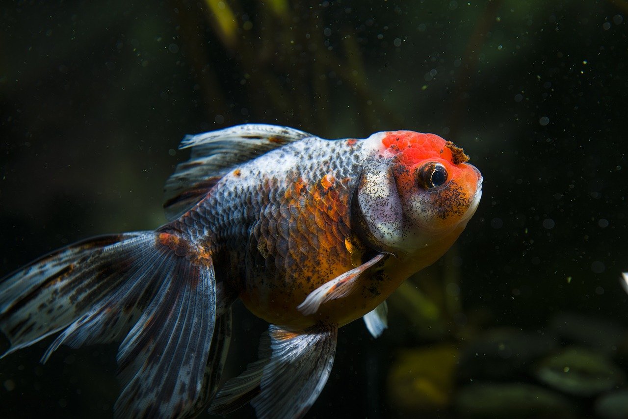 Clamped Fins (image credits: pixabay)