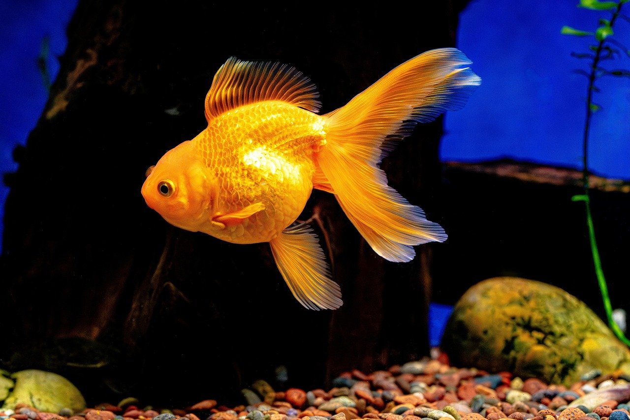 Erratic Swimming or Darting (image credits: pixabay)