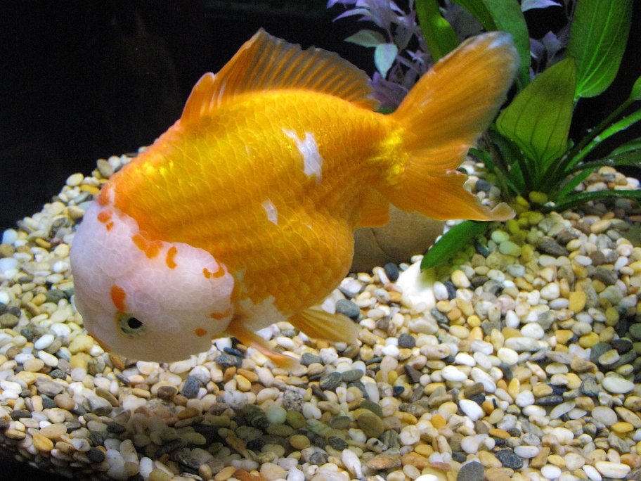 Hanging Near Filter Outlets or Bubblers (image credits: wikimedia)