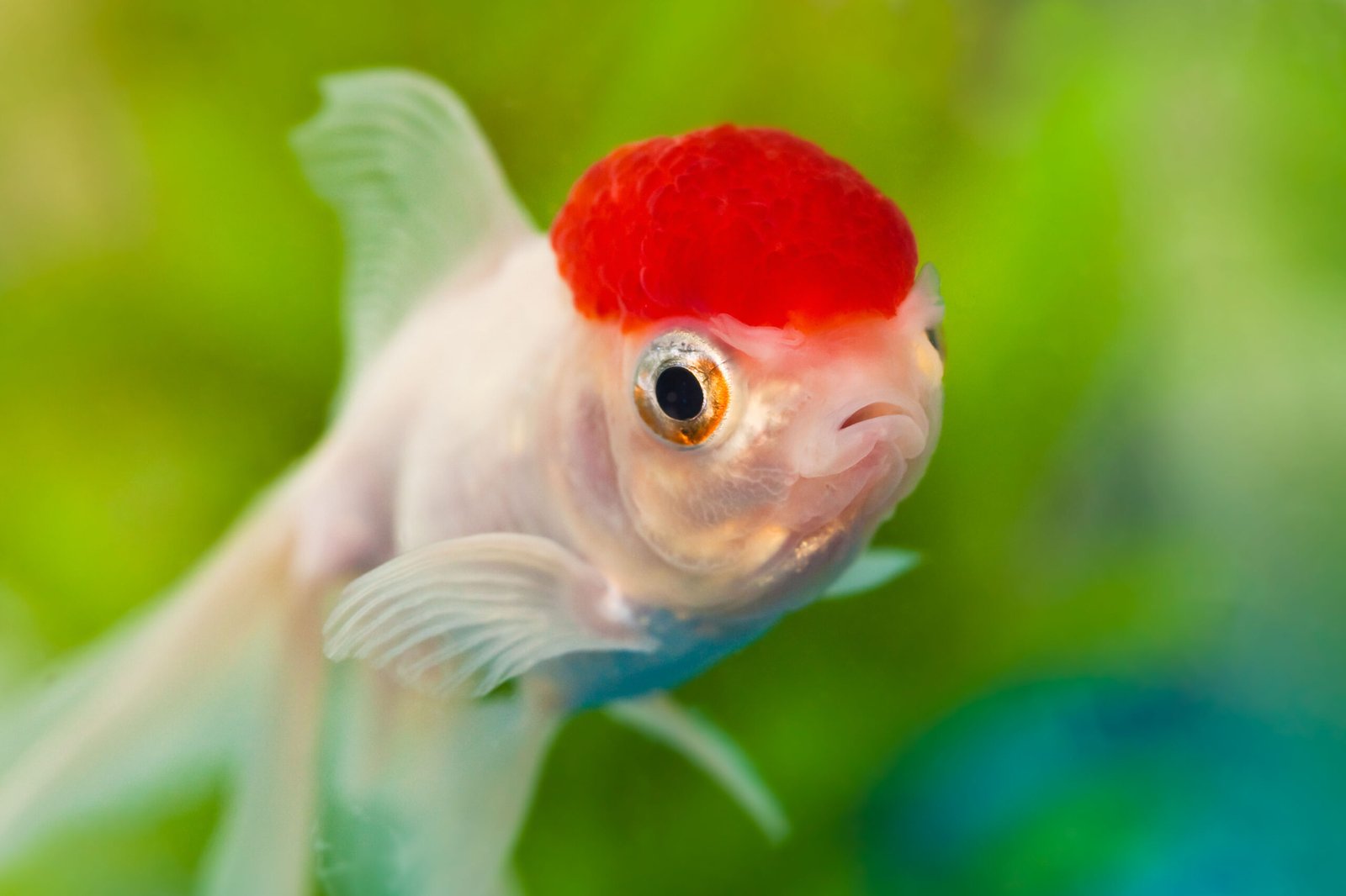 Unusual Gill Coloration (image credits: wikimedia)