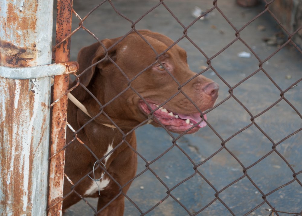 Challenges Pit Bulls Face: More Than Just Bad Press (image credits: wikimedia)