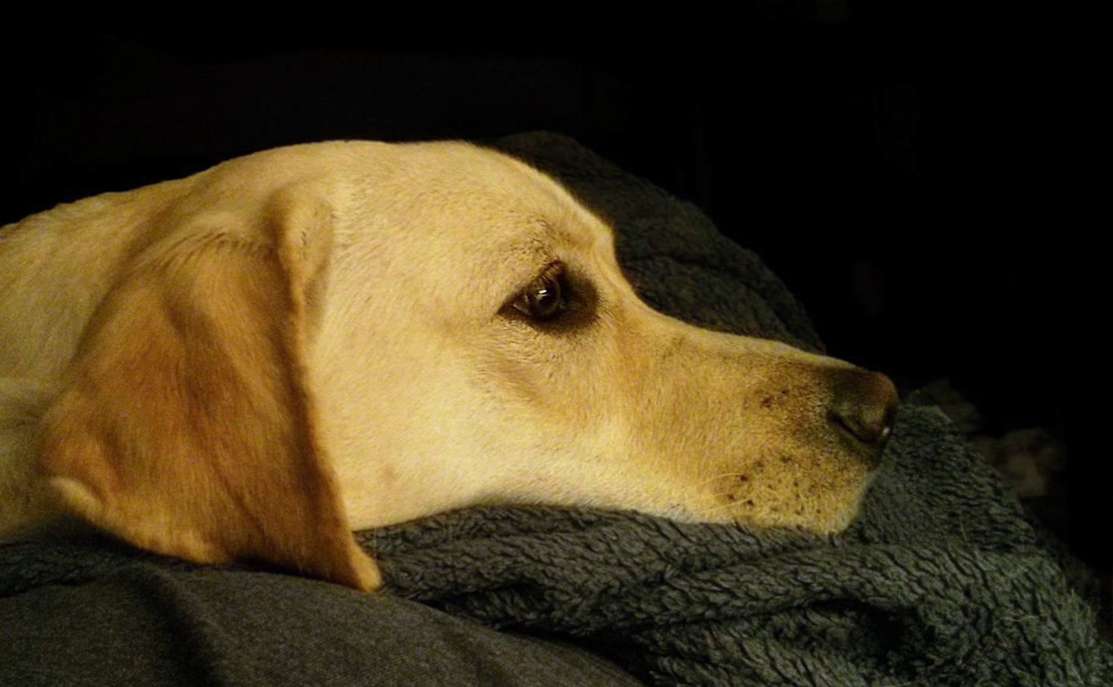 Labradors Love Everyone—But What Happens When They’re Left Alone?