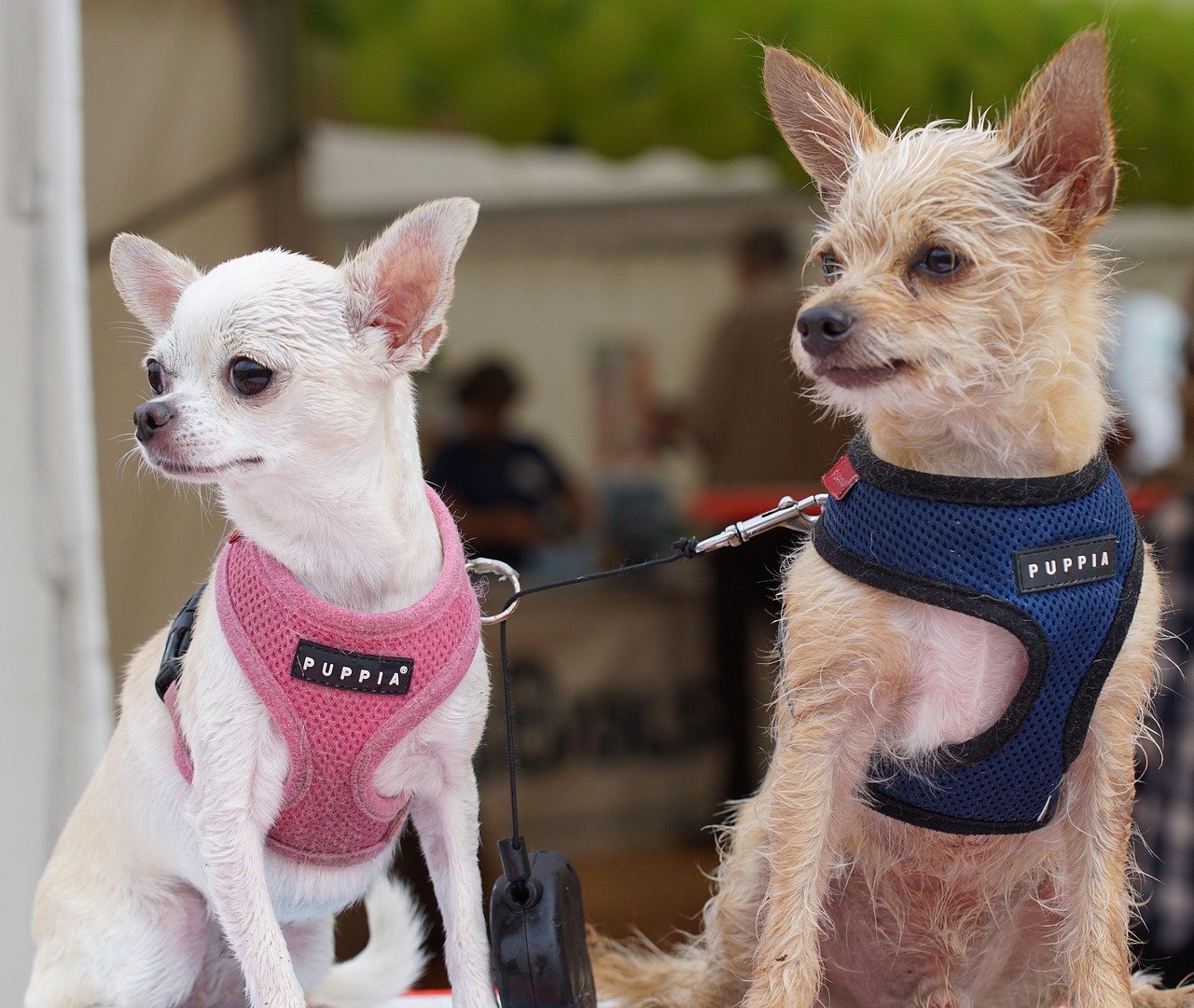 Understanding Chihuahua Communication (image credits: pixabay)