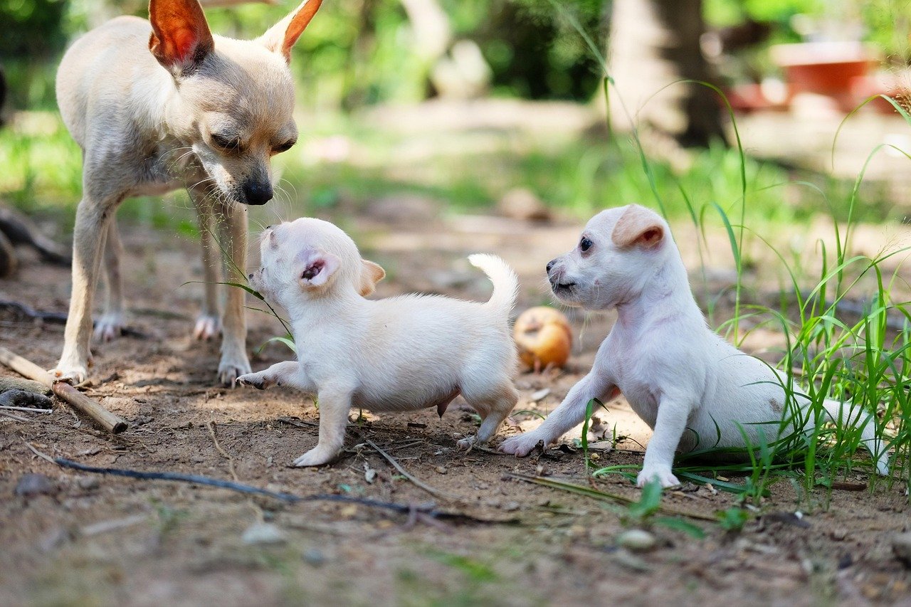 The Joy of a Chihuahua’s Big Personality (image credits: pixabay)