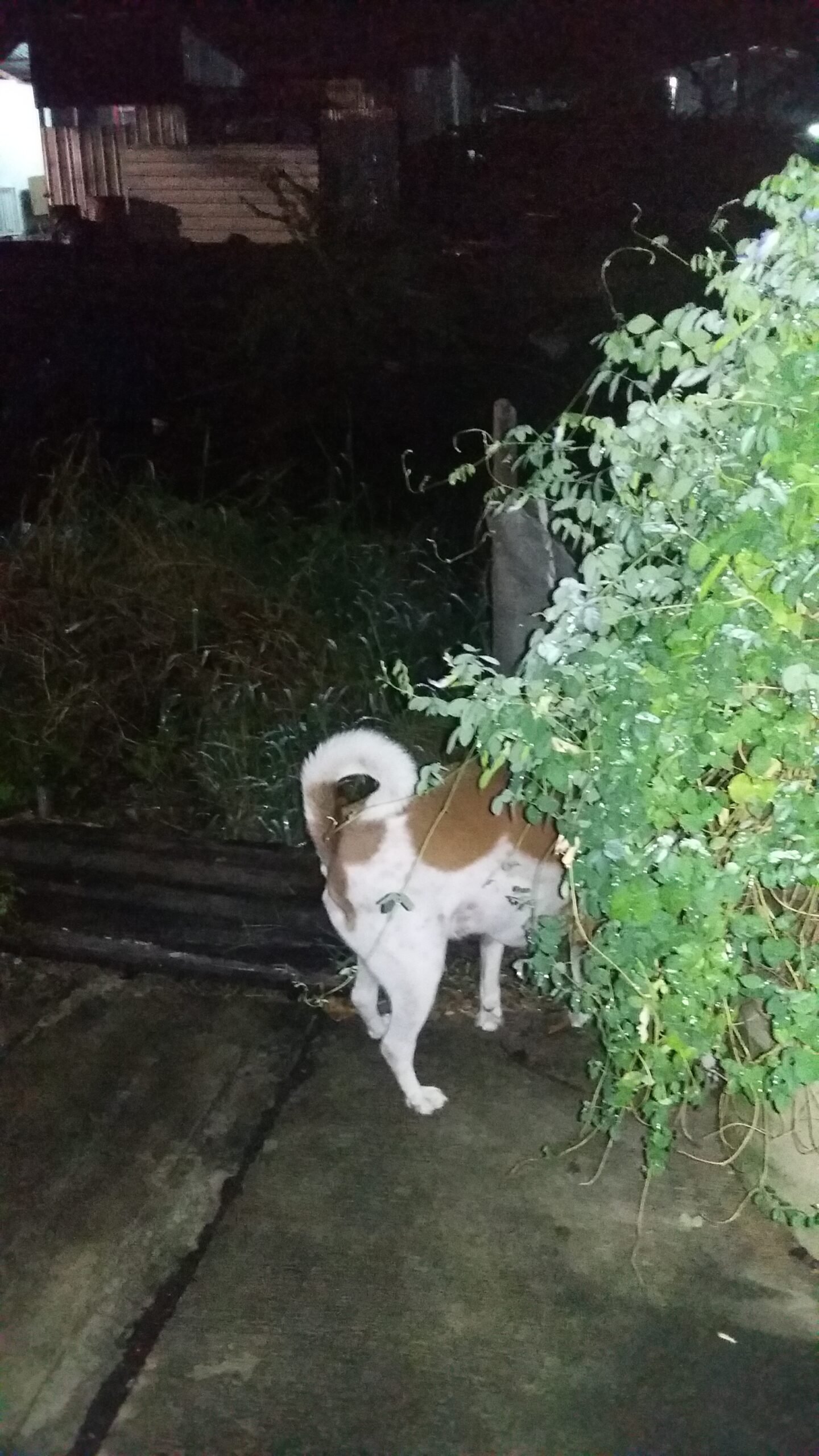 Hiding Out: The Case of the Disappearing Dog (image credits: wikimedia)