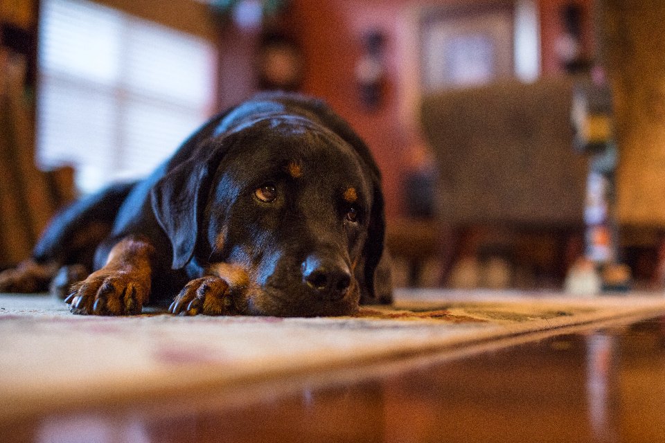 Separation Anxiety: Attachment or Dependency? (image credits: stocksnap)