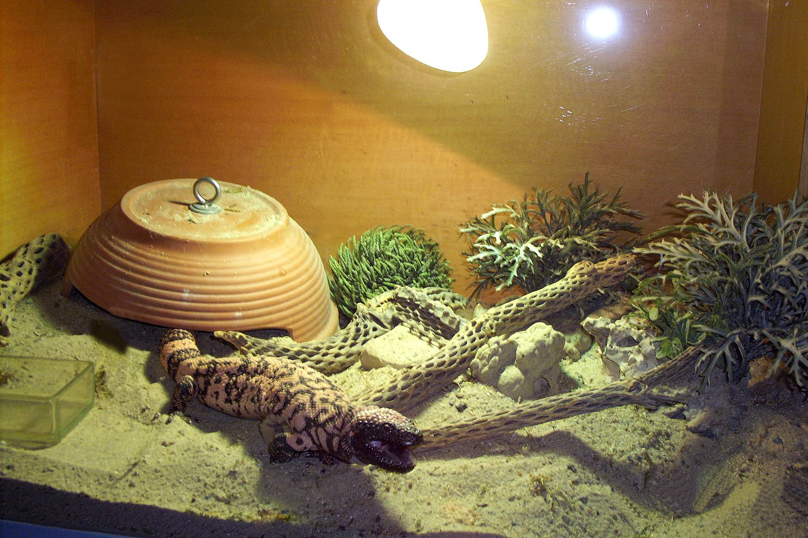2. Incorrect Temperature and Humidity Levels (image credits: wikimedia)