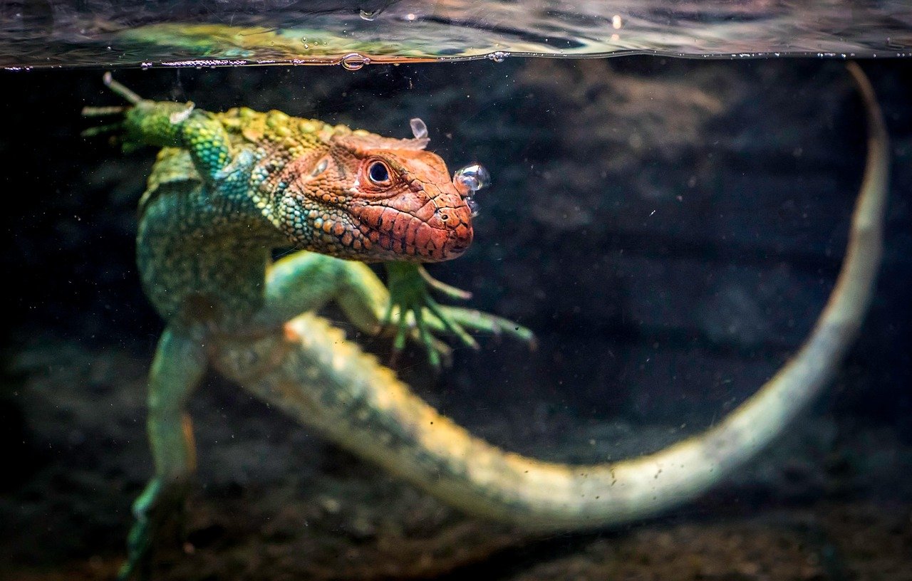 4. Lack of Hides and Enrichment (image credits: pixabay)