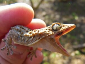 7 Common Mistakes Pet Reptile Owners Make and How to Fix Them