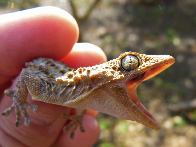 7 Common Mistakes Pet Reptile Owners Make and How to Fix Them