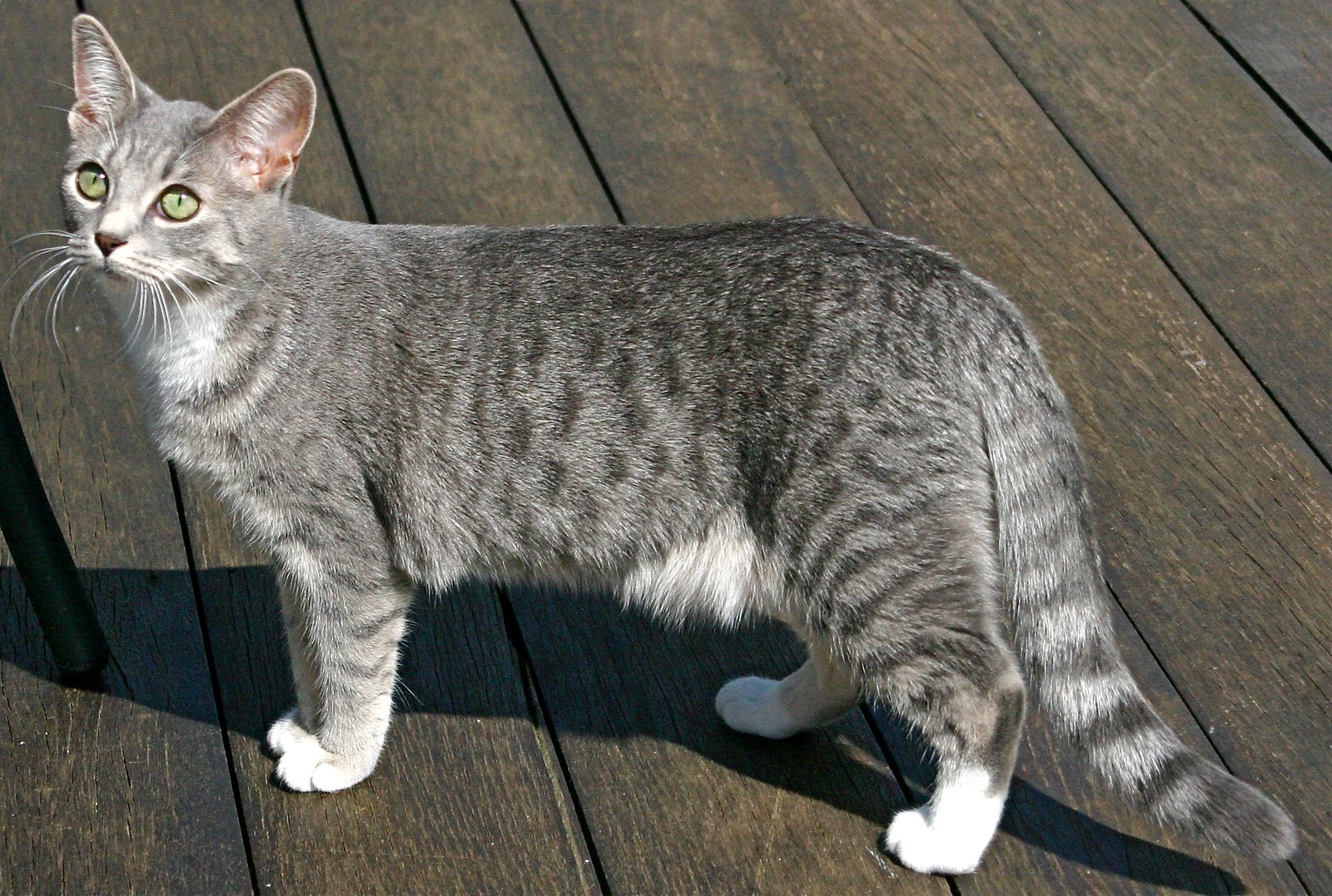 8. Giving a Deserving Cat a Second Chance (image credits: wikimedia)