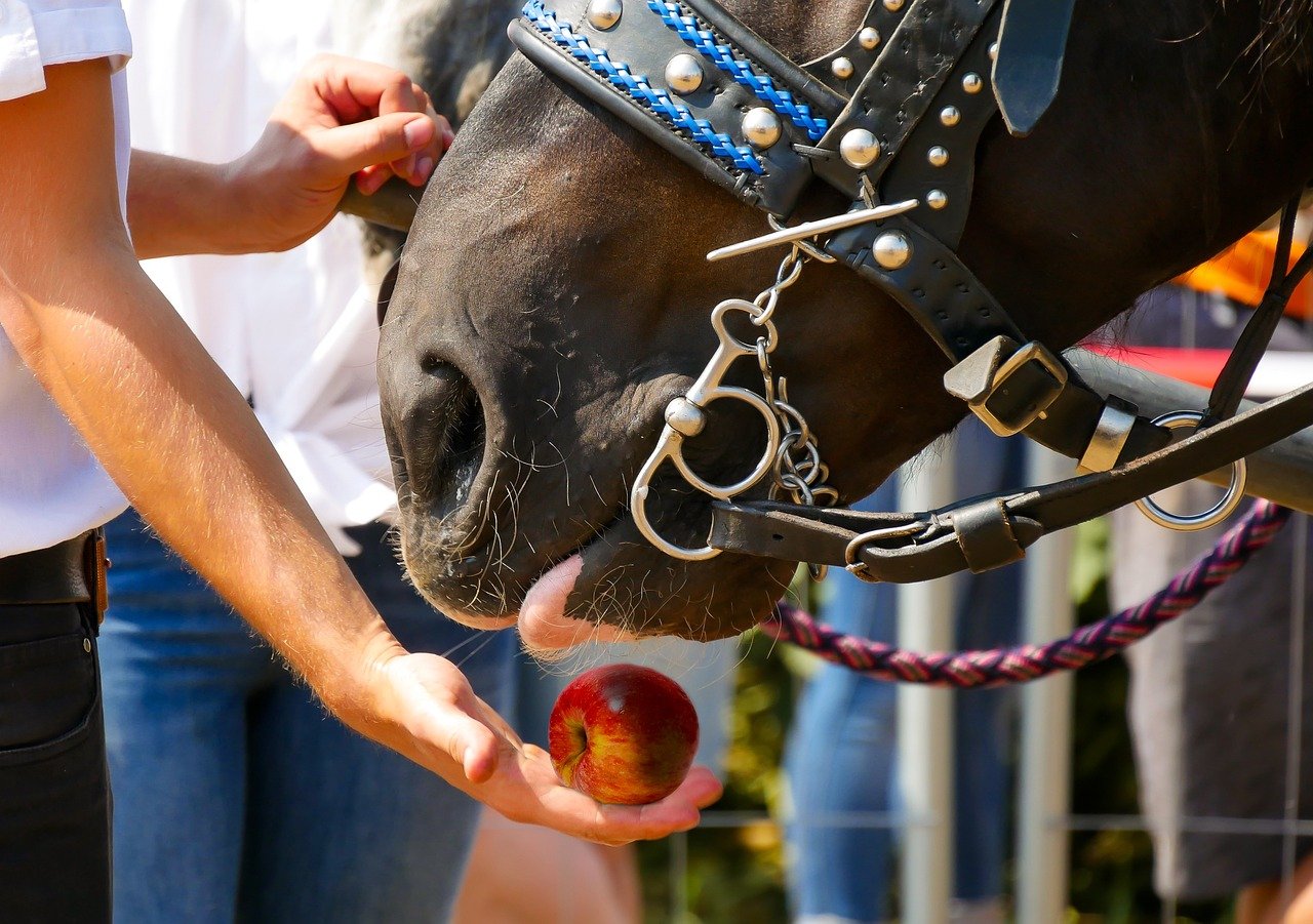Reward Small Steps with Treats and Praise (image credits: pixabay)