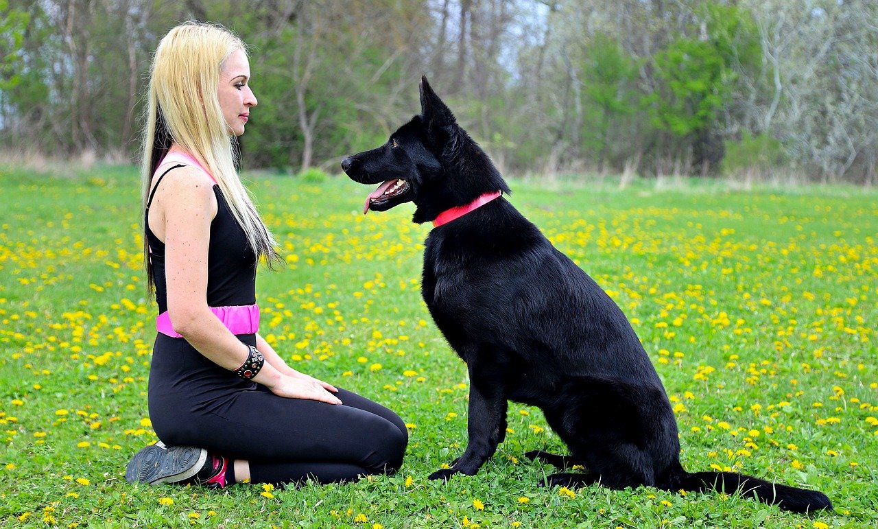 Unmatched Loyalty: The Heart of the German Shepherd (image credits: pixabay)