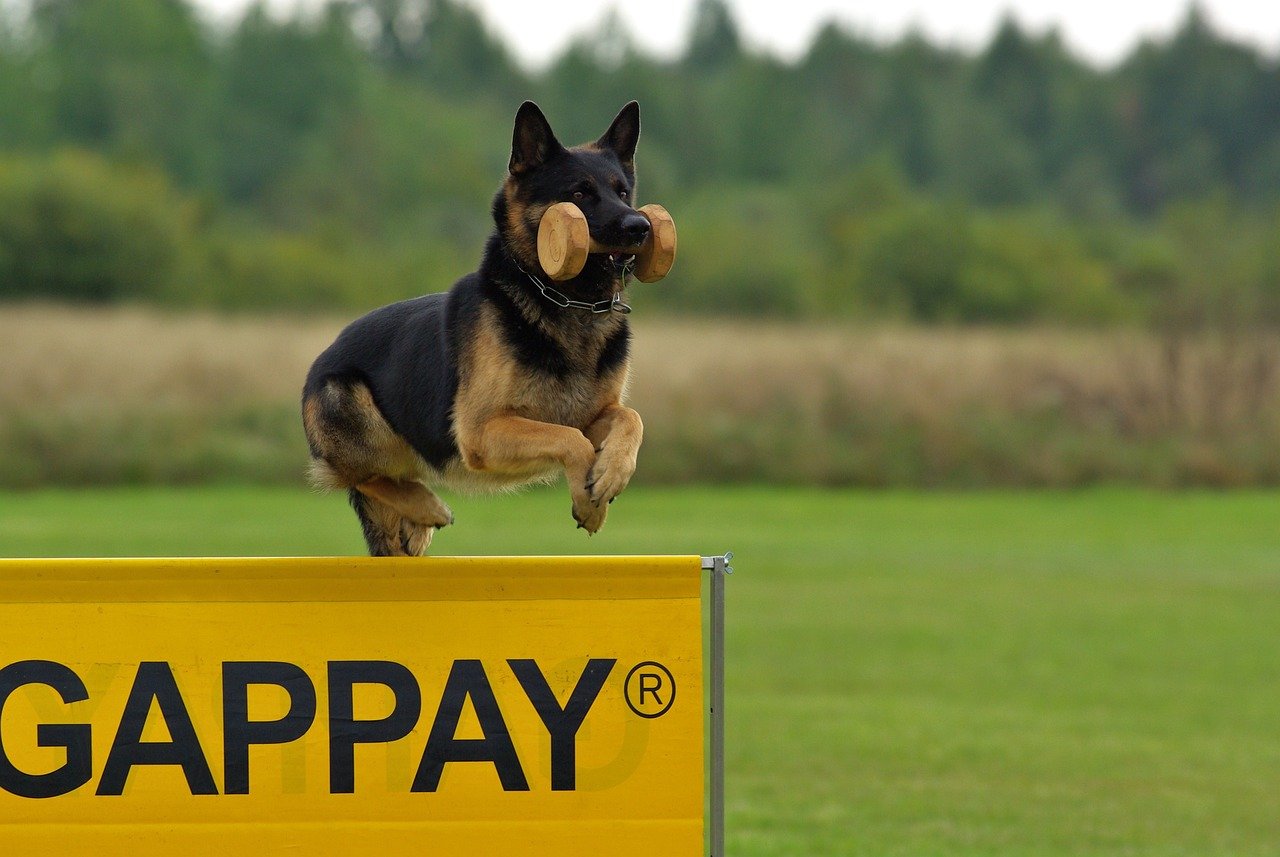 Training: A Must, Not an Option (image credits: pixabay)