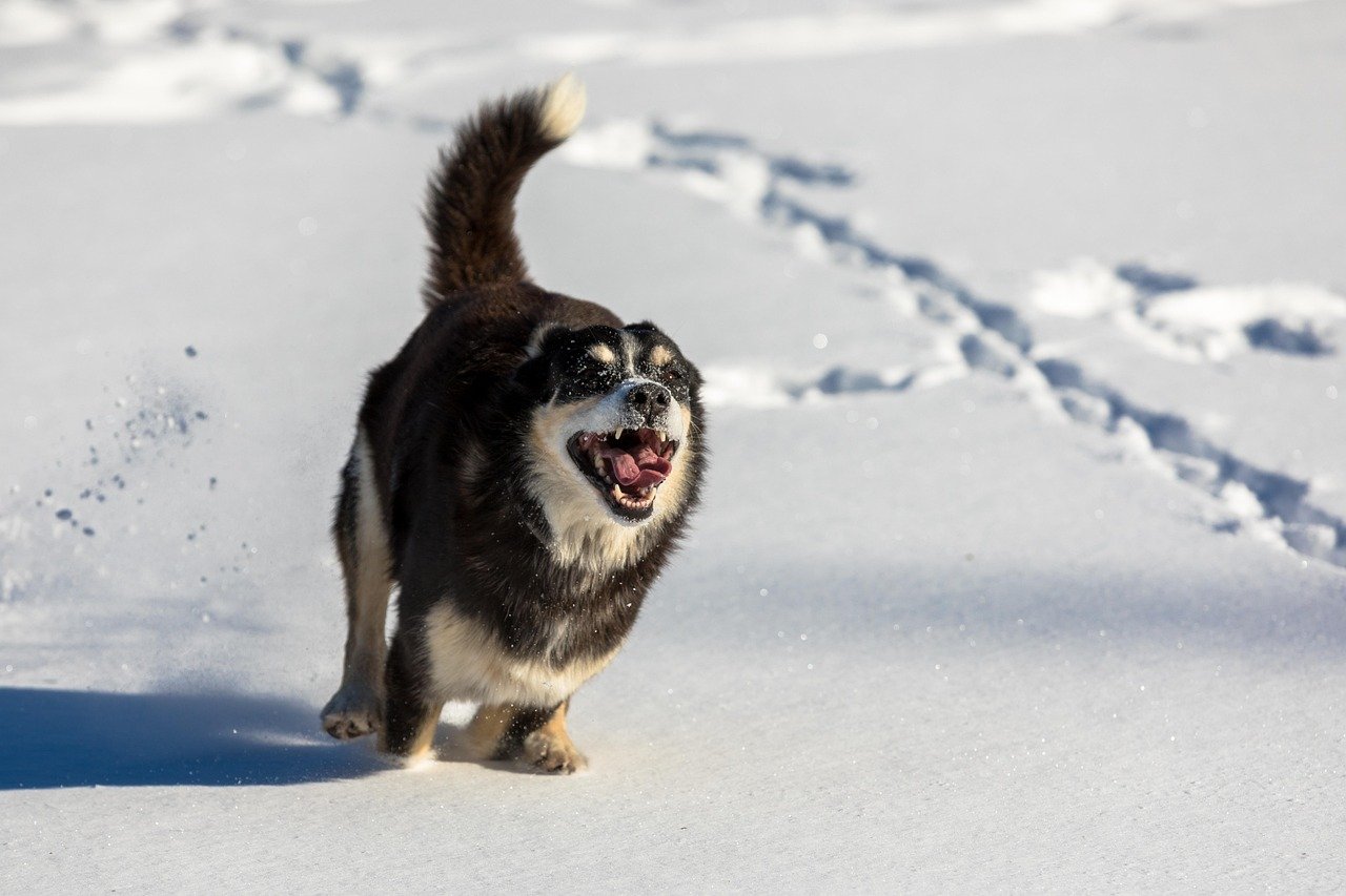 Weather Preferences: Born for the Cold (image credits: pixabay)