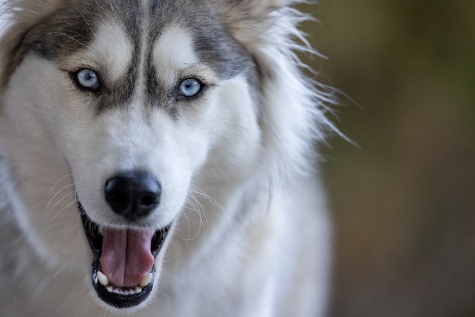 Are Huskies Too Wild for the Average Family?