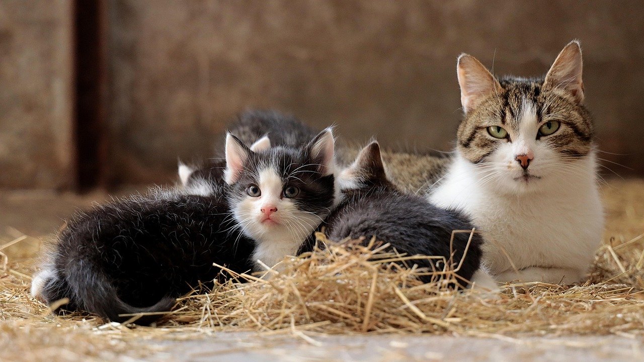 Your Cat Joins Group Gatherings (image credits: pixabay)