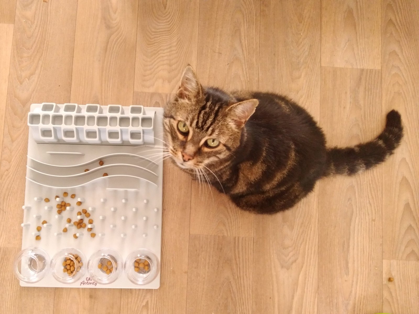 Puzzle Feeders and Treat-Dispensing Games (image credits: wikimedia)