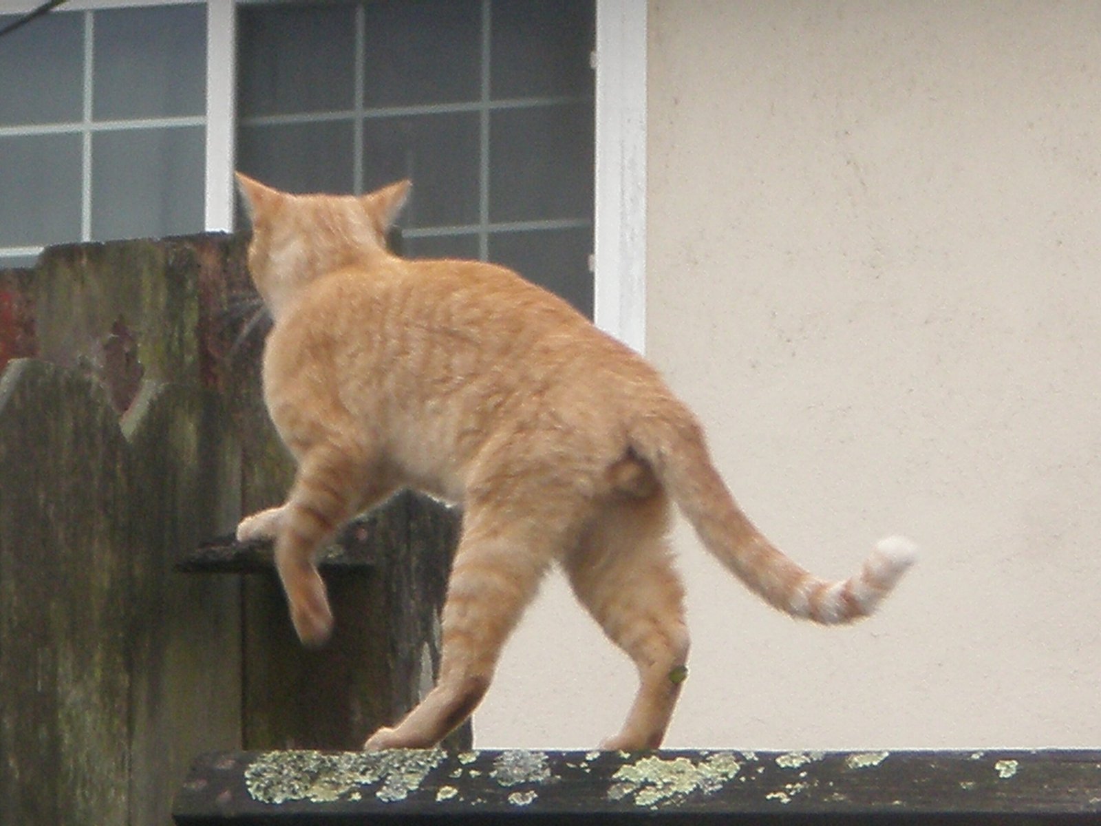 Creating Vertical Spaces and Climbing Opportunities (image credits: wikimedia)