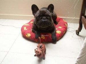 How to Keep a French Bulldog Happy in an Apartment