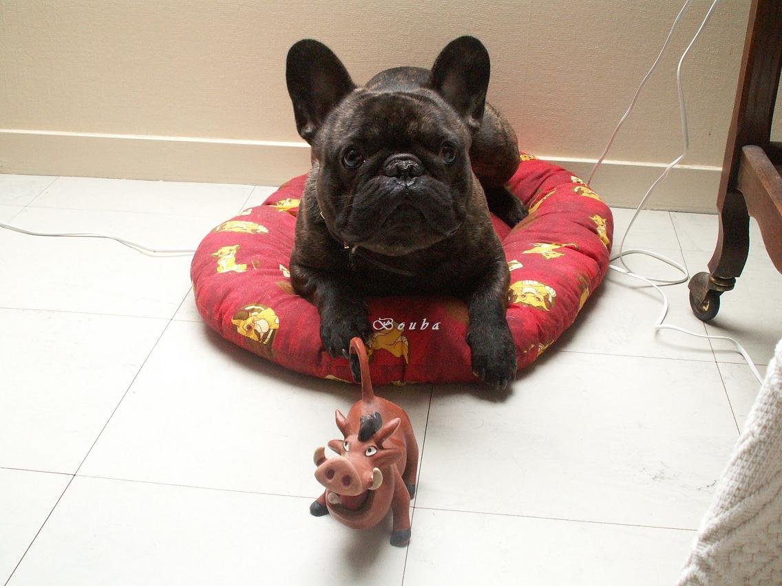 How to Keep a French Bulldog Happy in an Apartment