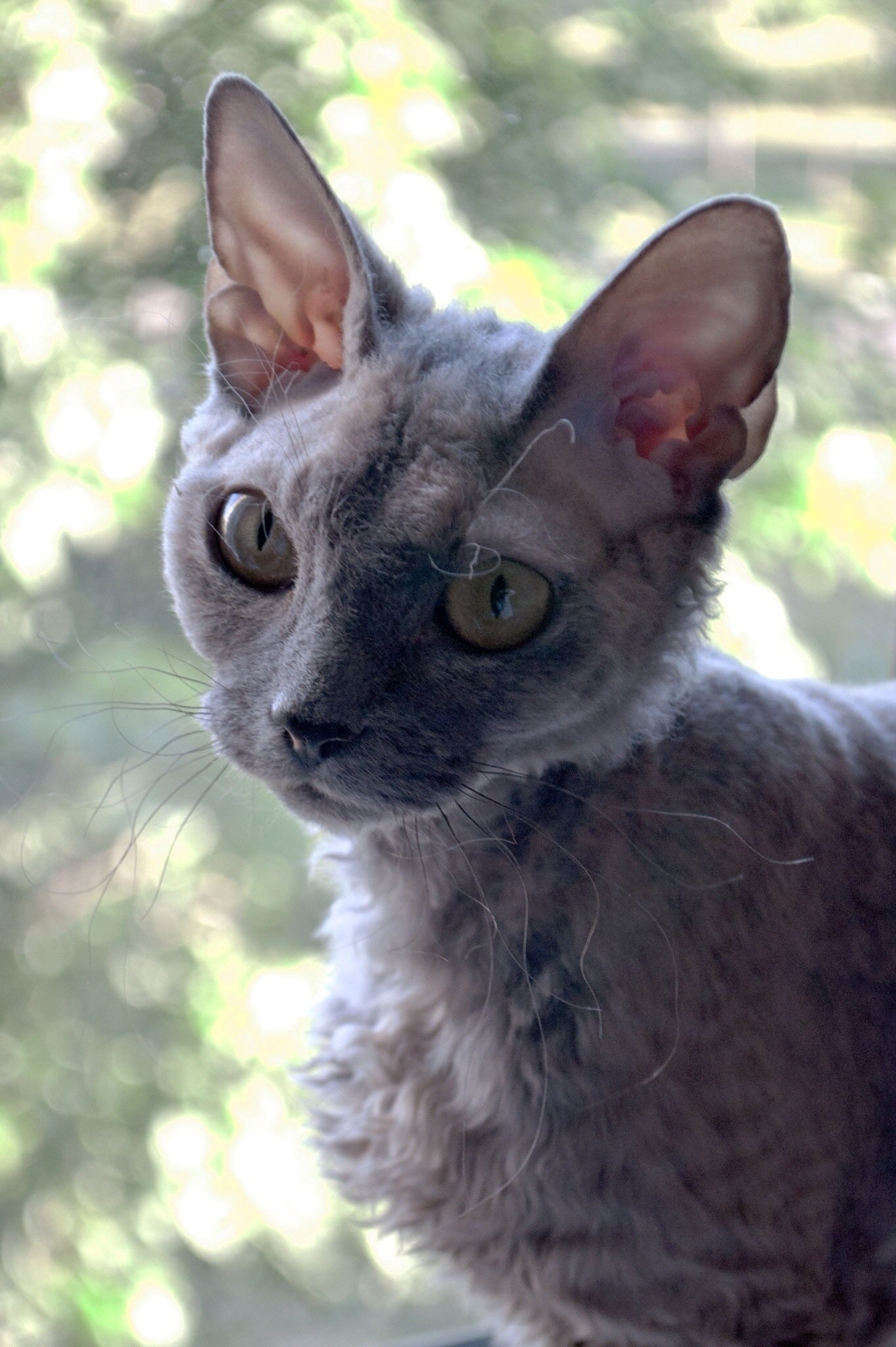 Affectionate Head Butts and Nose Boops (image credits: wikimedia)