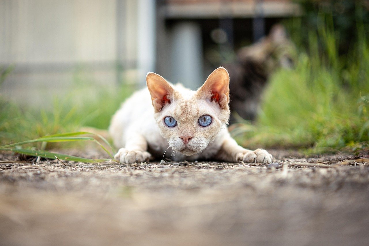 Loud Noises and Chaotic Environments (image credits: pixabay)