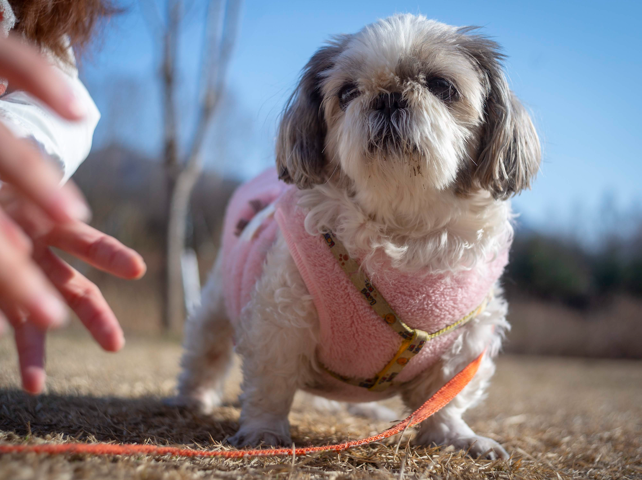 The Shih Tzu Temperament: Gentle Souls With a Playful Streak (image credits: wikimedia)