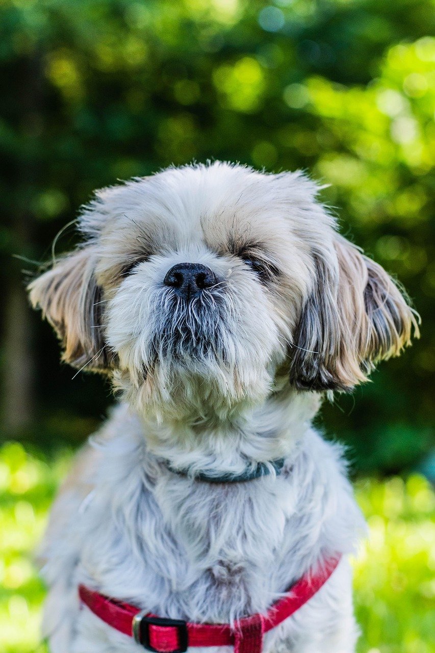 Training and Socialization: Keys to a Happy Home (image credits: pixabay)