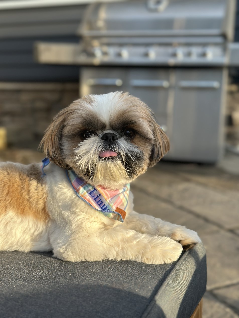 Is a Shih Tzu Right for Your Family? (image credits: wikimedia)