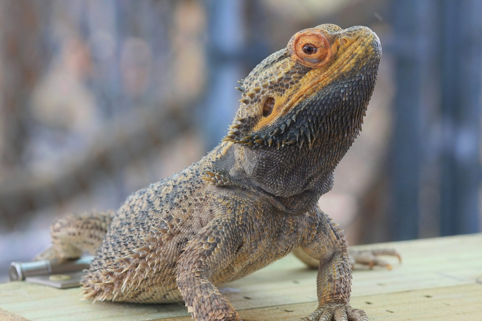 Mist Their Enclosure Regularly (image credits: wikimedia)