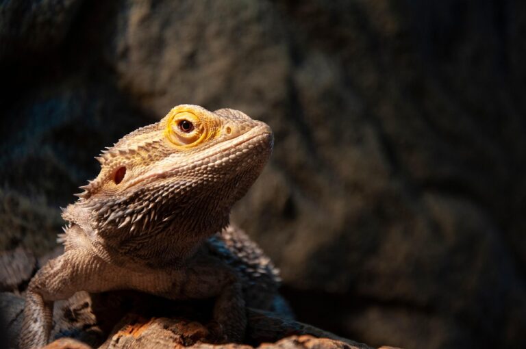 10 Tips to Keep Your Bearded Dragon Hydrated and Happy