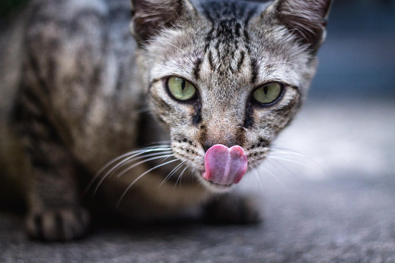 How Stress Influences Your Cat’s Grooming Habits (image credits: pixabay)
