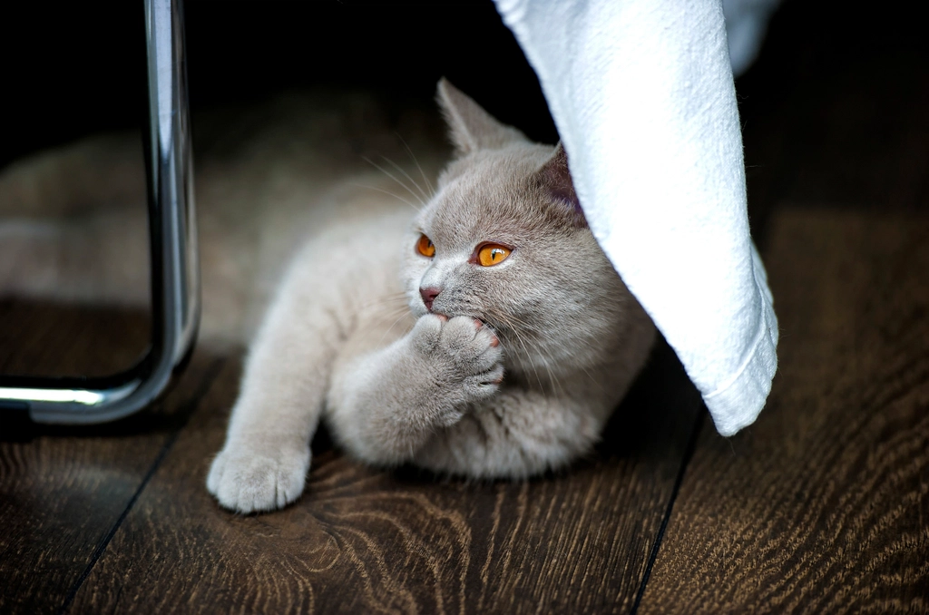 How to Tell If Your Cat Is Stressed (image credits: rawpixel)