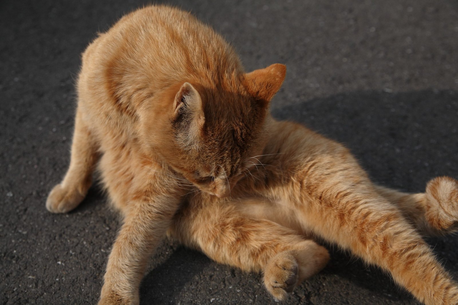 Is Your Cat Overgrooming? Signs of Stress and Solutions