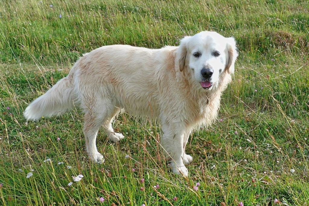 The Golden Temperament: Gentle and Patient (image credits: rawpixel)