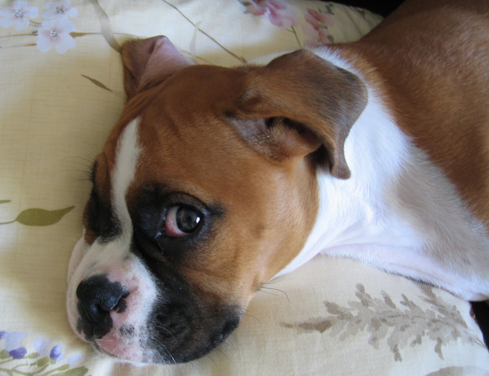 Boxer: The Playful Clown (image credits: wikimedia)